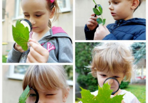 Dzieci oglądają liście przez lupę