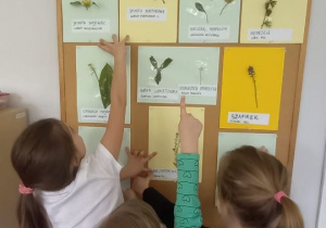 Dzieci wskazują rośliny na tablicy