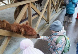 Chłopiec karmi alpakę