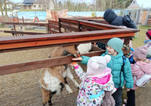 Dzieci karmią kozy marchewką